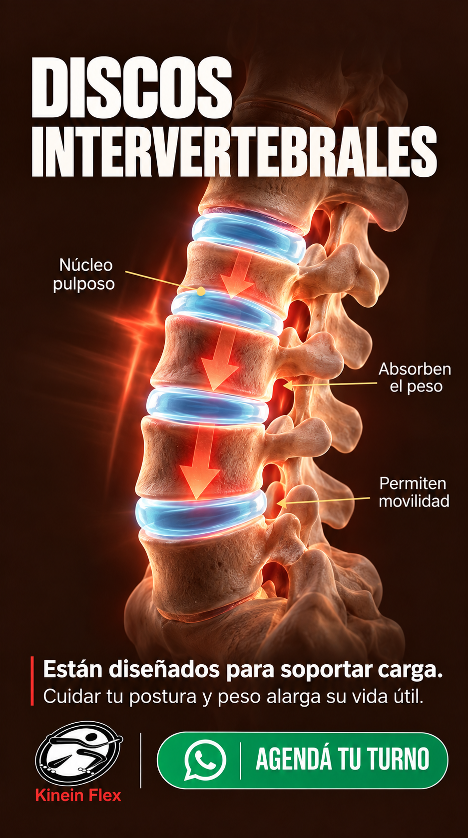 Publicación de Kinein Flex sobre la estructura y función de los discos intervertebrales